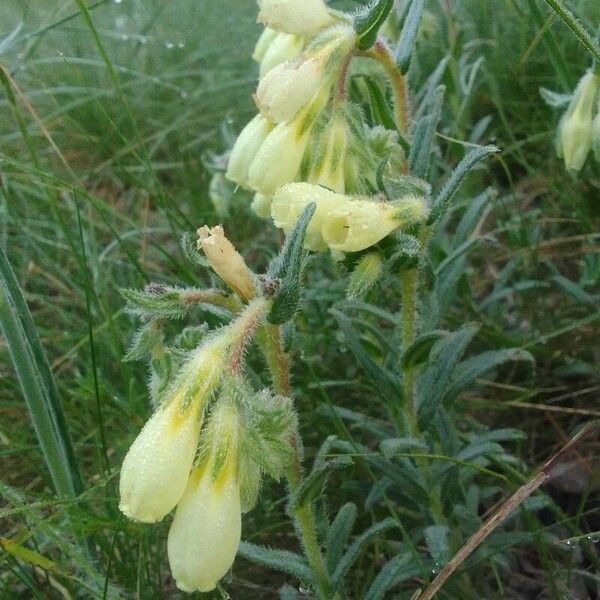 Onosma arenaria Kwiat