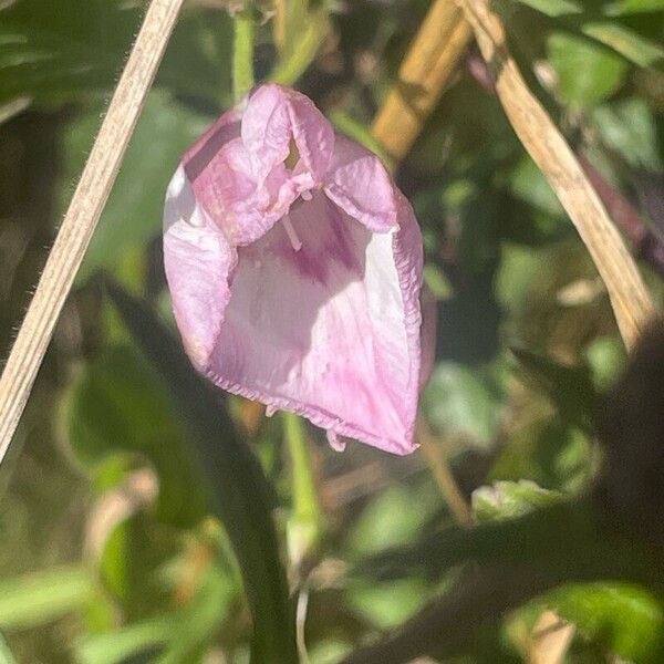 Convolvulus arvensis Kvet