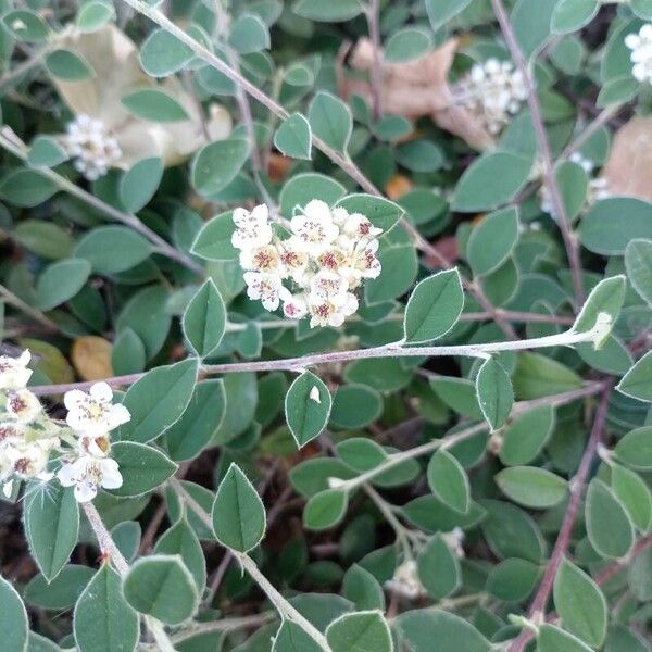 Cotoneaster pannosus 葉