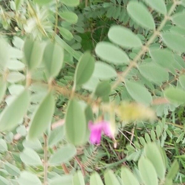 Tephrosia purpurea ശീലം