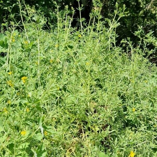 Galium aparine Blatt