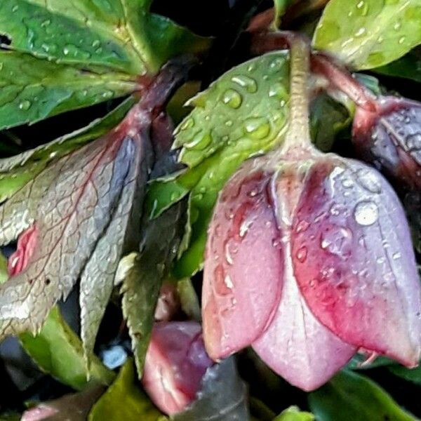 Helleborus orientalis 葉