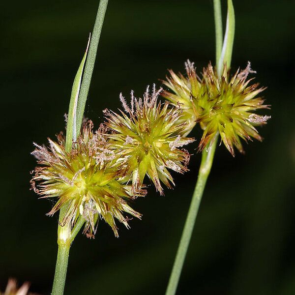 Juncus ensifolius Плод