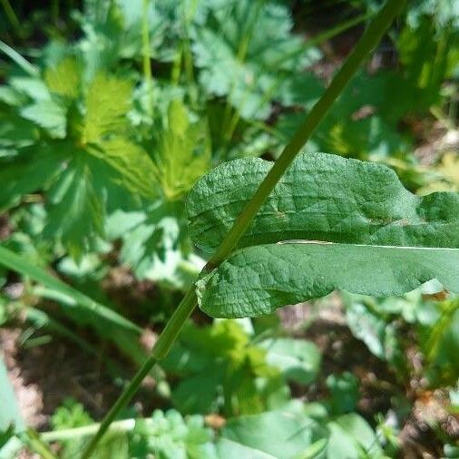 Bistorta officinalis 葉