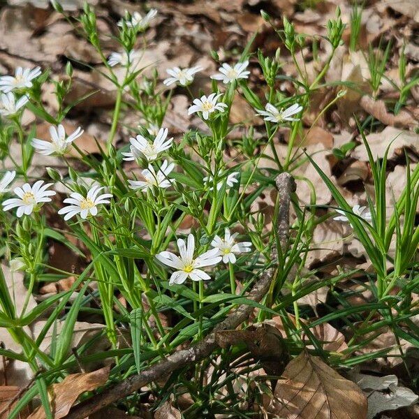 Rabelera holostea Habit