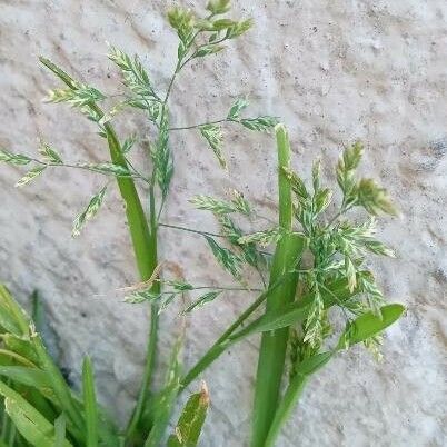 Poa annua Blüte