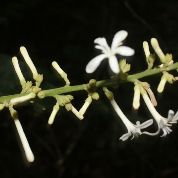 Angostura granulosa Flower