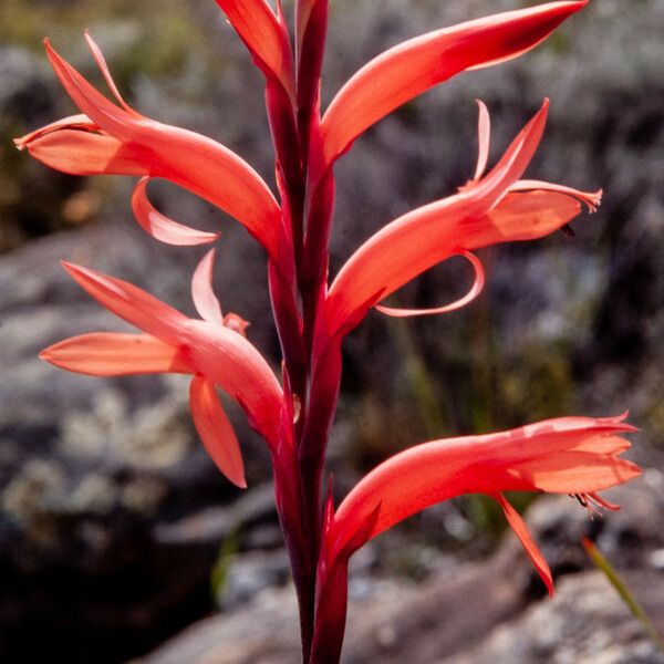 Watsonia gladioloides Кветка