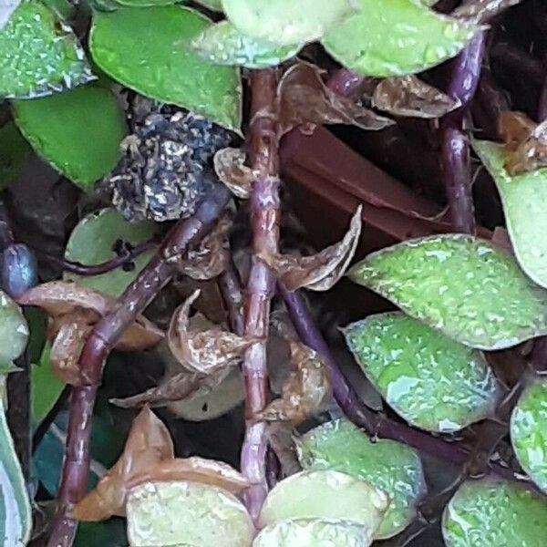 Callisia repens പുറംതൊലി