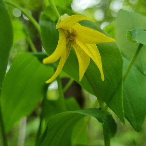 Uvularia grandiflora Kvet