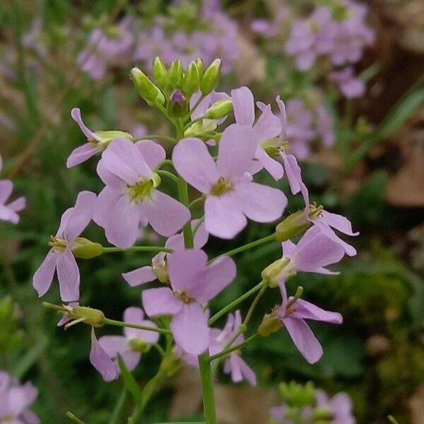 Arabidopsis arenosa Blomst