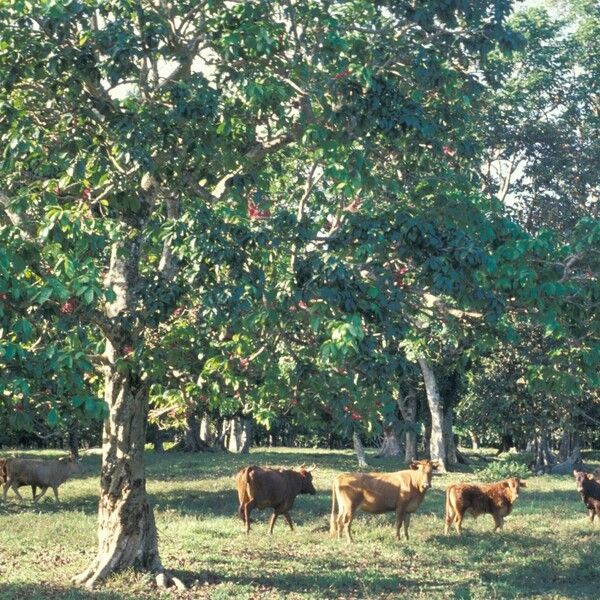 Syzygium malaccense Blad