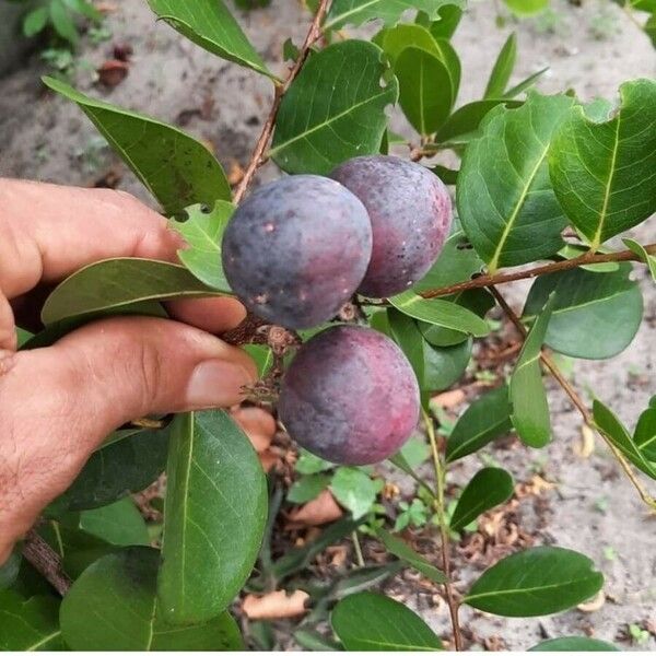 Chrysobalanus icaco Fruit