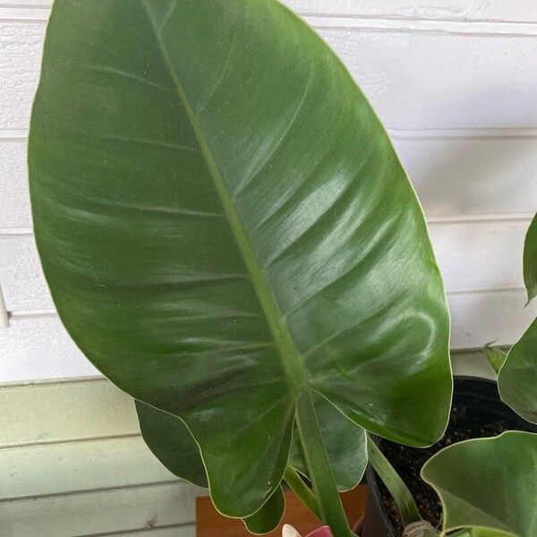 Philodendron martianum Leaf