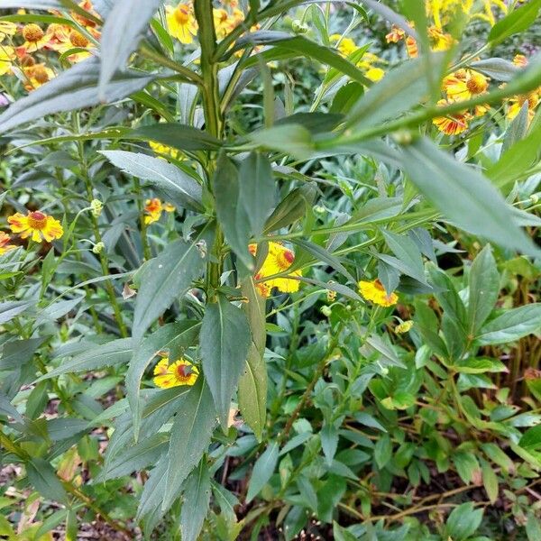 Helenium autumnale Lehti