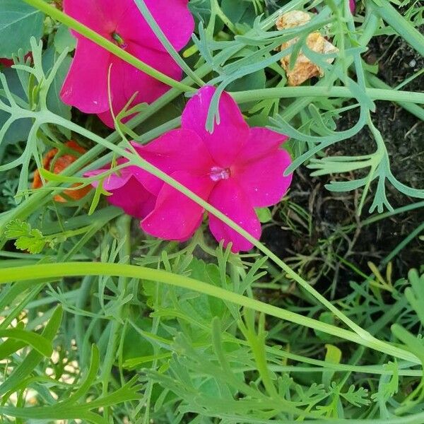 Ipomoea hederifolia Цветок