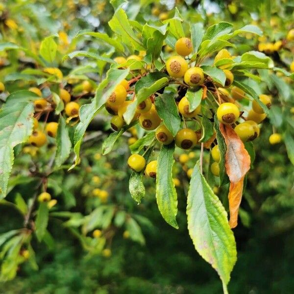 Malus baccata Frugt