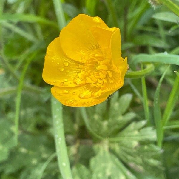 Ranunculus repens Flower