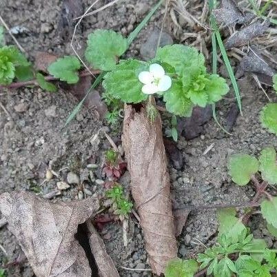 Veronica agrestis Habit