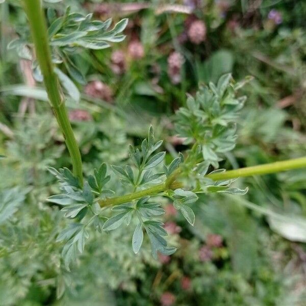 Selinum carvifolium Leaf