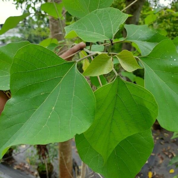 Gmelina arborea برگ