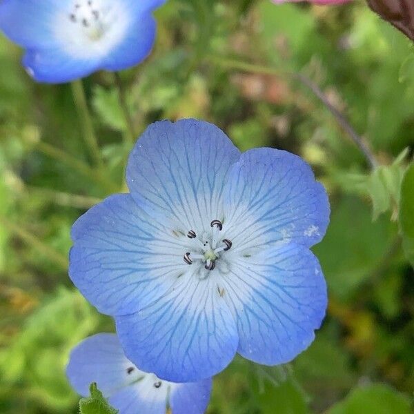 Nemophila menziesii Flower