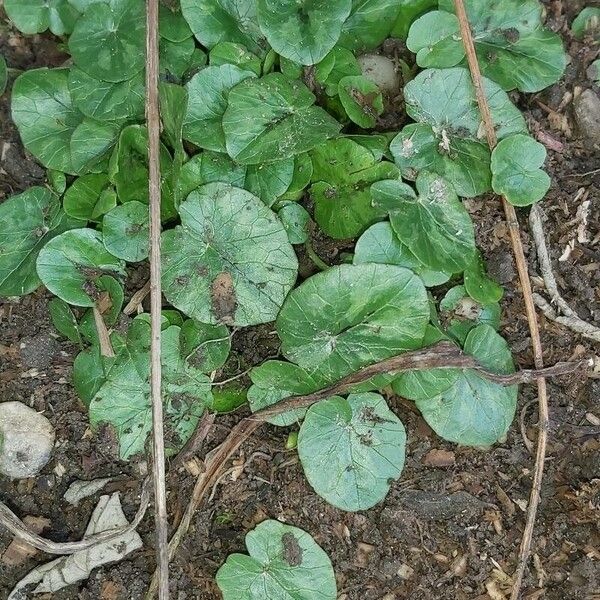 Ranunculus ficaria Frunză