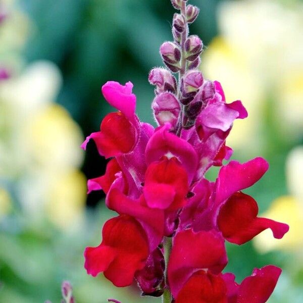 Antirrhinum majus Квітка