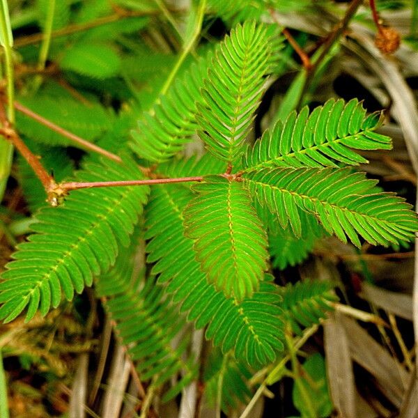 Mimosa pudica Blad