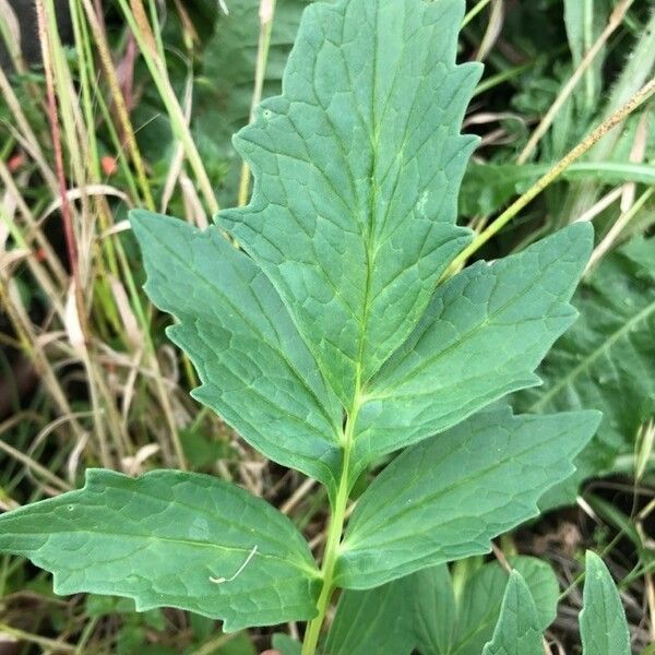 Valeriana officinalis Leht