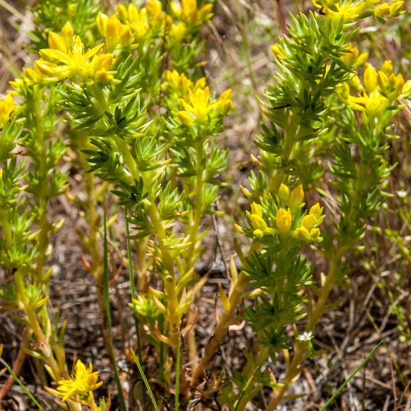 Sedum stenopetalum പുഷ്പം