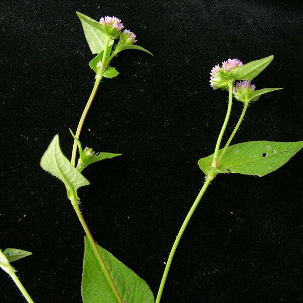 Persicaria nepalensis Hábito