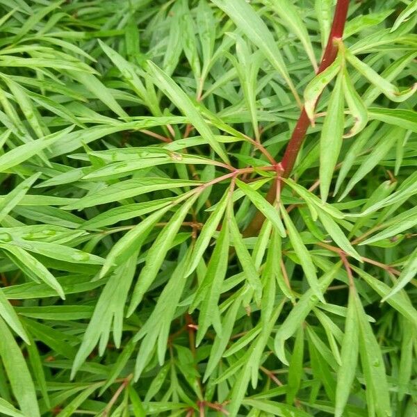 Paeonia tenuifolia Leaf