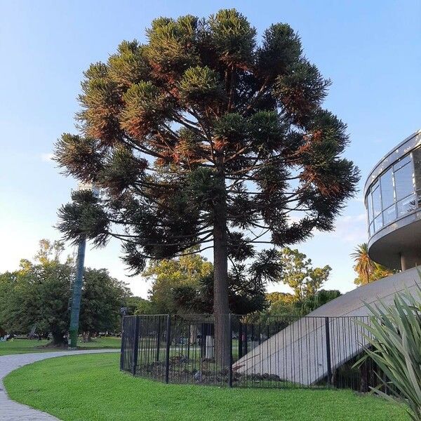 Araucaria angustifolia Habitus