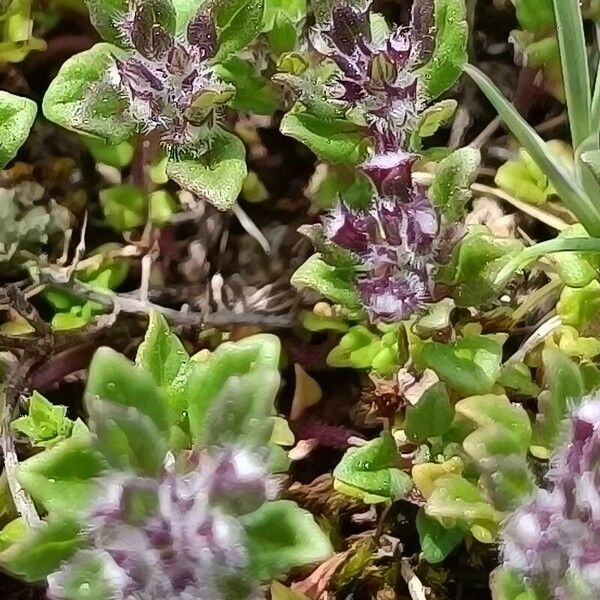 Clinopodium acinos Foglia