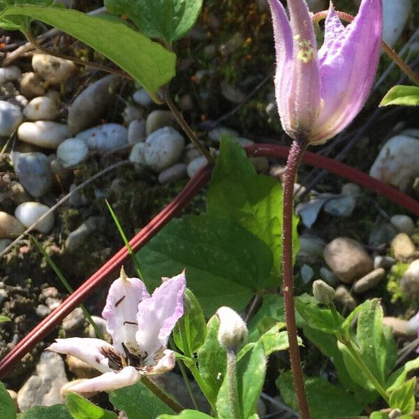 Clematis integrifolia Kita