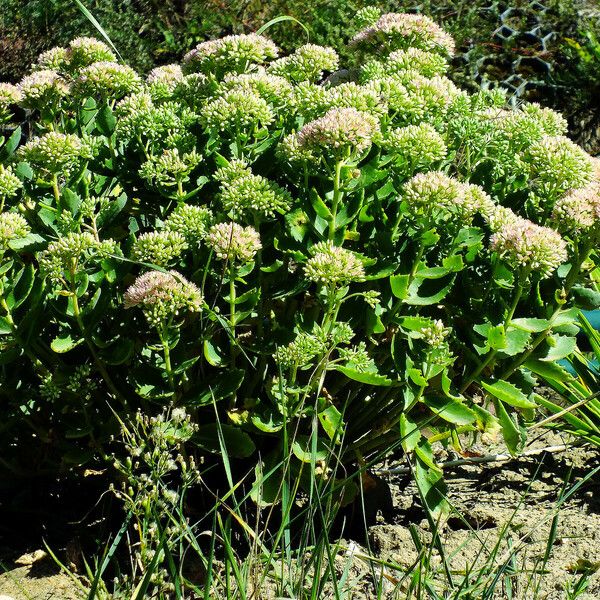 Hylotelephium telephium Συνήθη χαρακτηριστικά