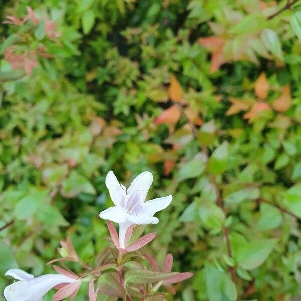 Abelia x grandiflora Flor