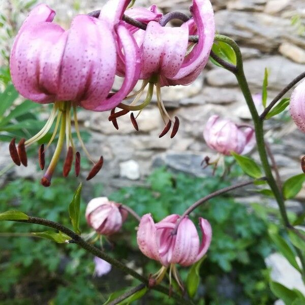 Lilium martagon ফুল