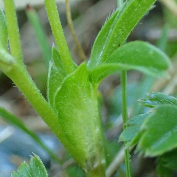 Potentilla aurea Écorce