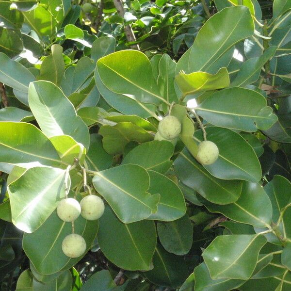 Calophyllum inophyllum Sonstige