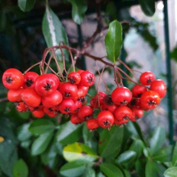 Pyracantha coccinea Froito