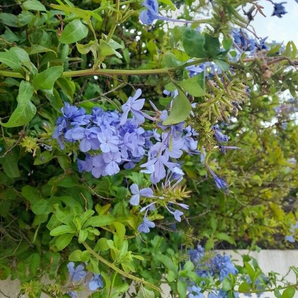 Plumbago auriculata List