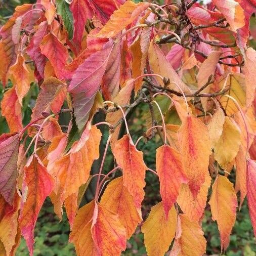 Acer davidii Ліст