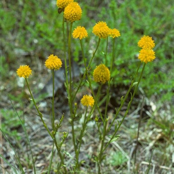 Polygala lutea (Orange milkwort)