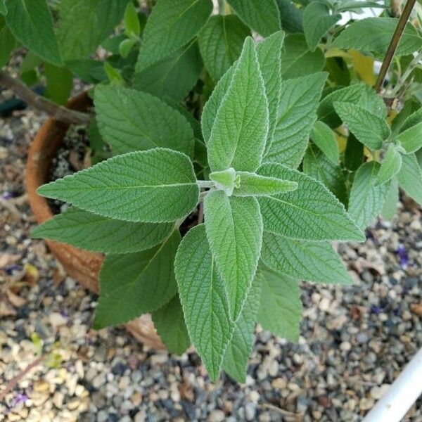 Salvia leucantha Fulla