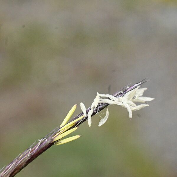 Nardus stricta Flor