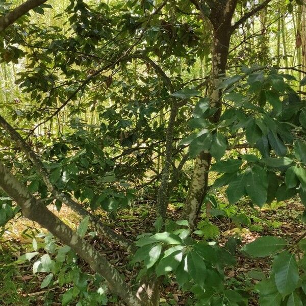 Quercus glauca Plante entière