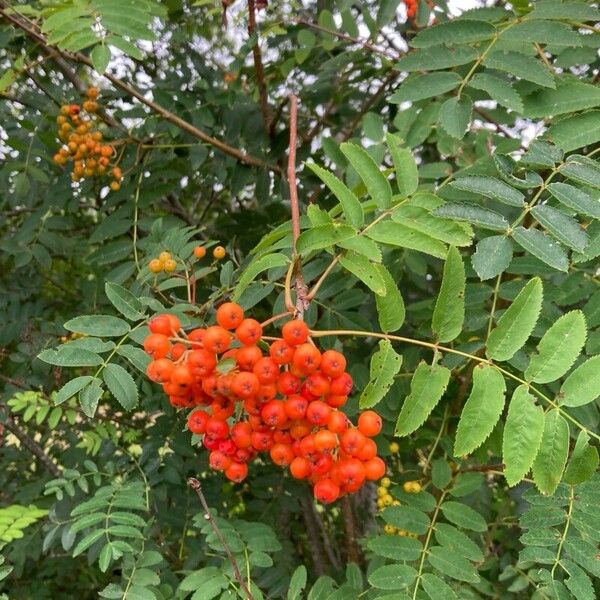 Sorbus aucuparia Fruit