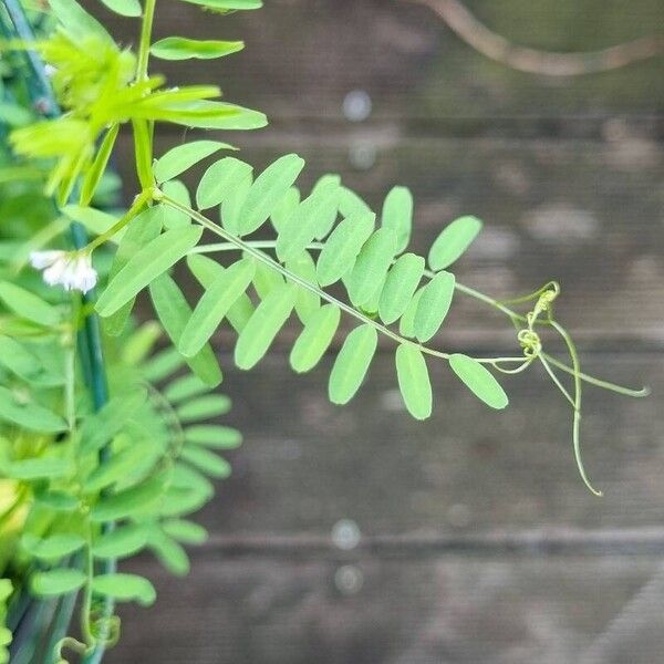 Vicia hirsuta Лист